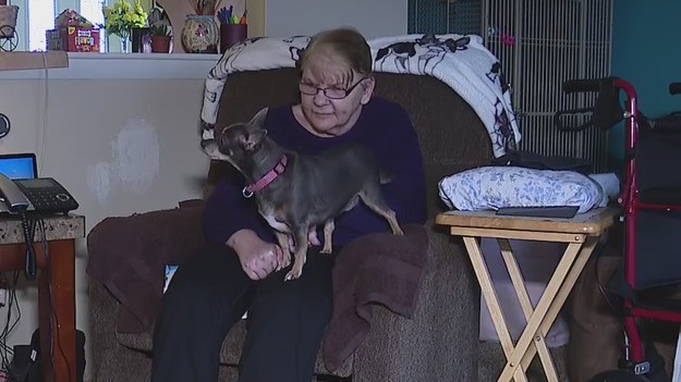 Viewer gives her late mother-in-law's Chihuahua to Southgate woman whose dogs were killed